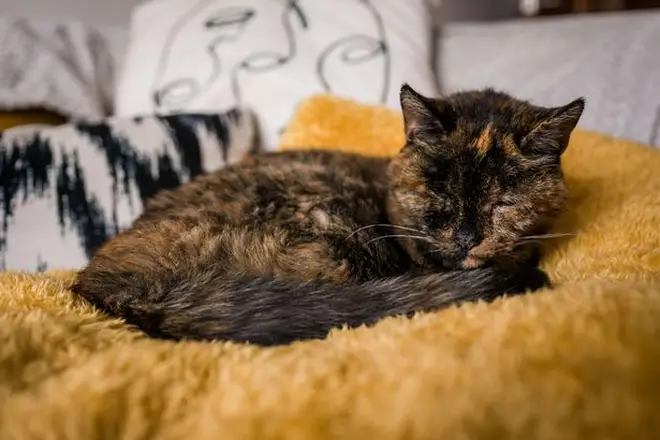 Flossie loves to snuggle up in her favourite yellow blanket.