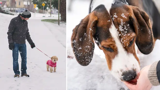 Is it safe to walk your dog in the snow?