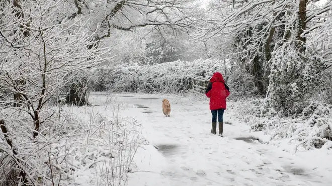 Many people are worried about their dogs in the snow