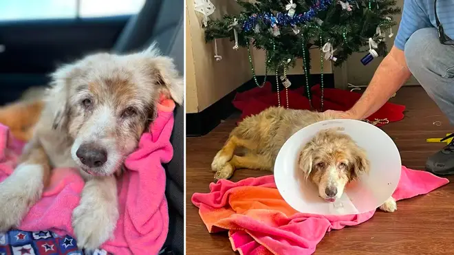 A dog has reunited with its family after seven years