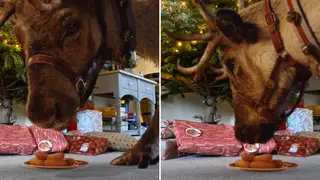 Parents can now film reindeers in their very own home this Christmas.