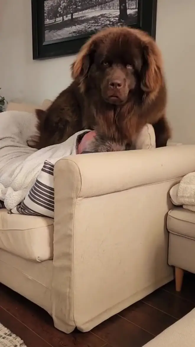 Franklyn the six-foot Newfoundland sitting on his owner