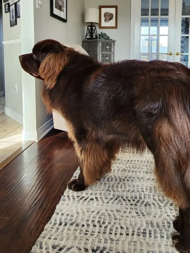 Franklyn the dog is six foot on his hind legs