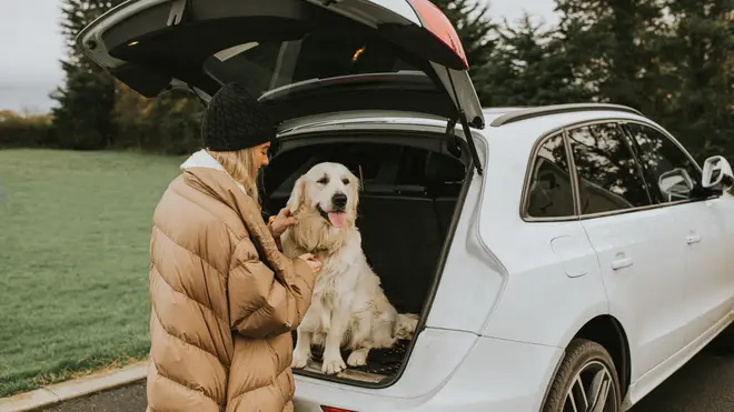 Dog walkers in the UK currently do not need a license or insurance