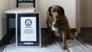 Bobi has been named the world's oldest dog