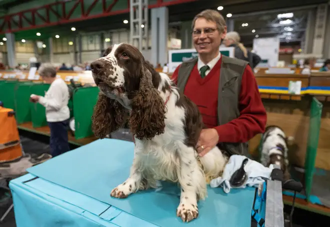 Spaniel dog being groomed at Crufts 2022