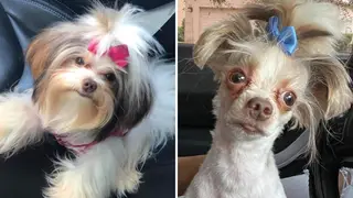 Dog owner livid after groomer transforms pet