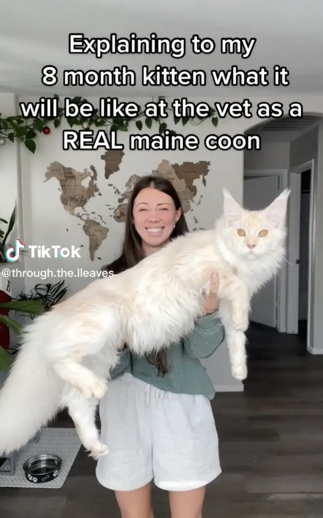 Kusa is only nine-months old and is already a huge Maine Coon