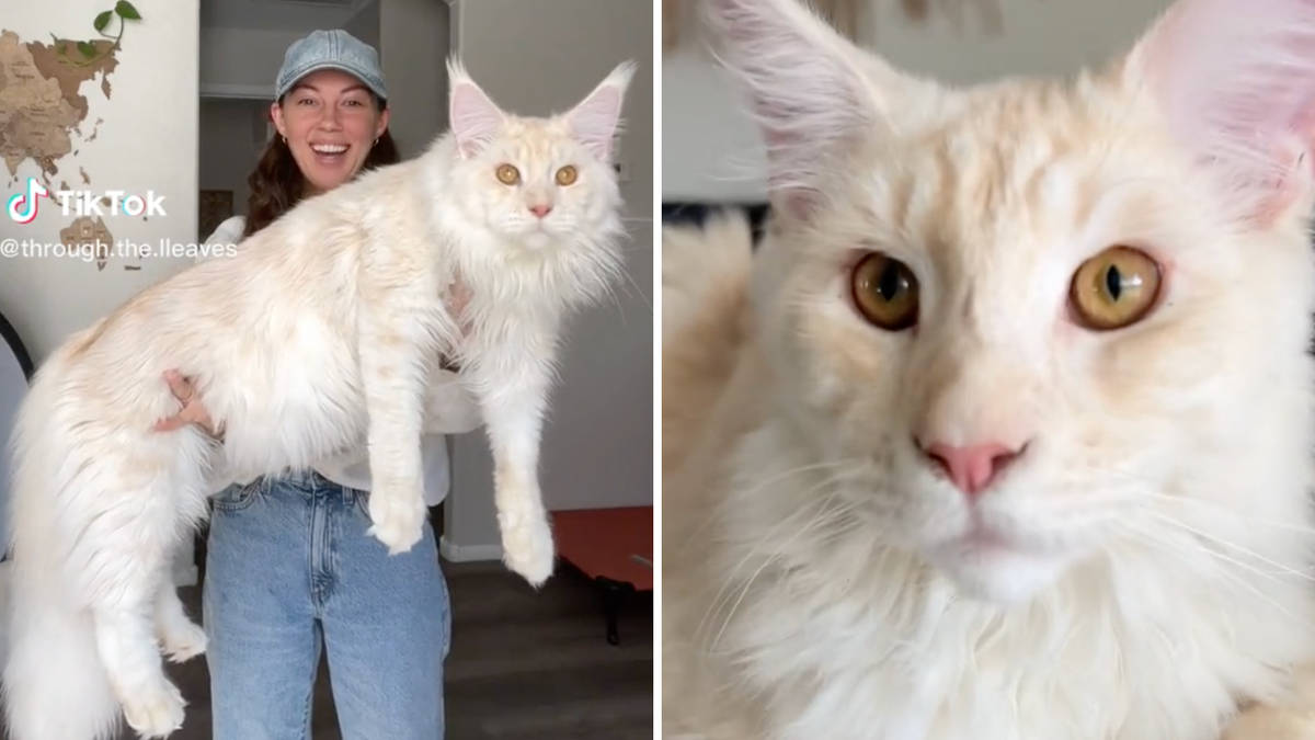 Maine Coon kitten is so big people think it's a lion Heart
