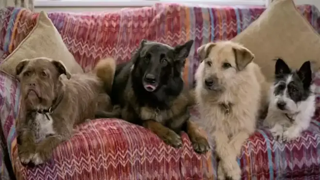 The tribute featured a sofa of dogs watching Paul's career highlights.