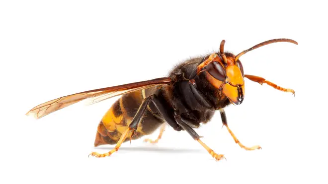 The Asian hornet has yellow legs and an orange face