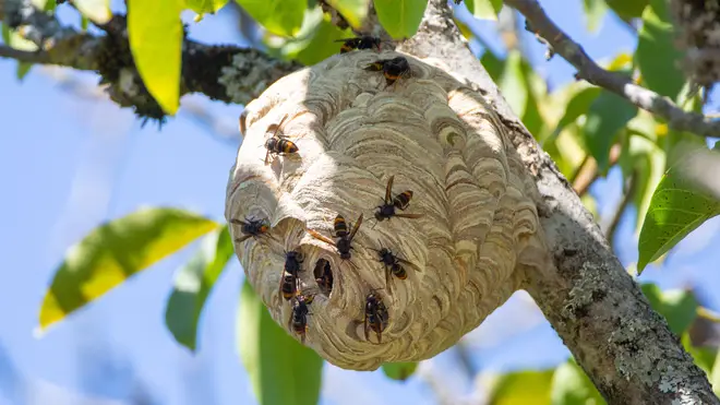 The Asian hornet is a threat to the UK's population of honey bees