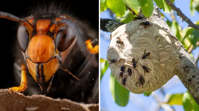 The Asian hornet has been sighted in the UK twice this year already