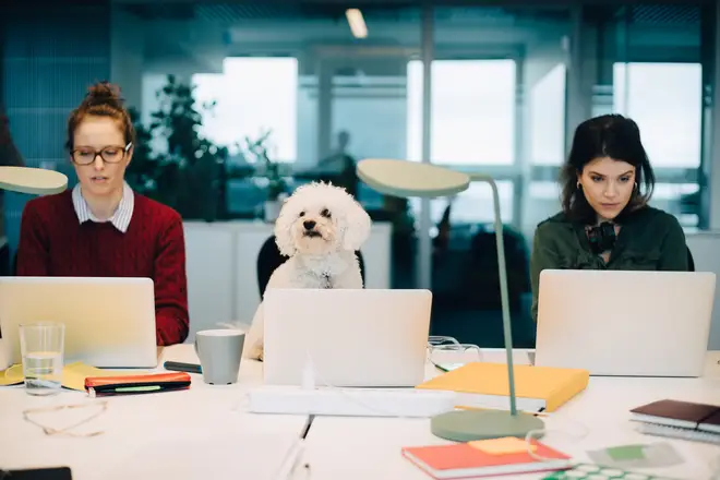 Bring Your Dog To Work Day is almost upon us!