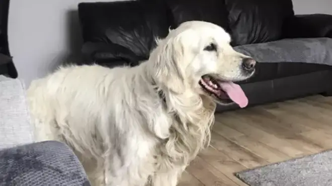 Cooper the Golden Retriever has been nicknamed 'Cooper Gump' after travelling 40 miles across Northern Ireland