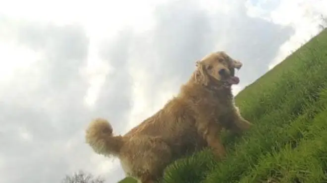 Cooper was spotted travelling across main roads, forests and fields on his journey back to his old home