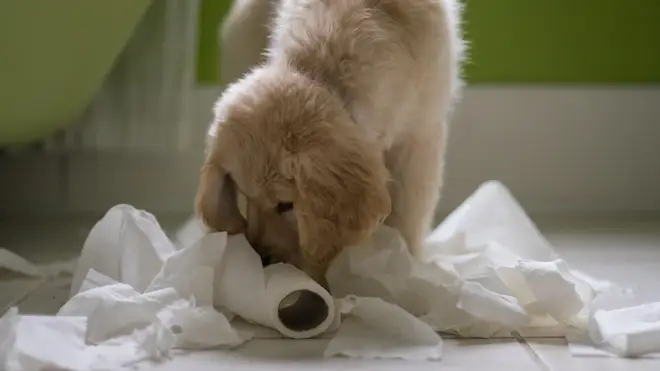 Golden retriever Puppy dog playing with toilet roll in bathroom