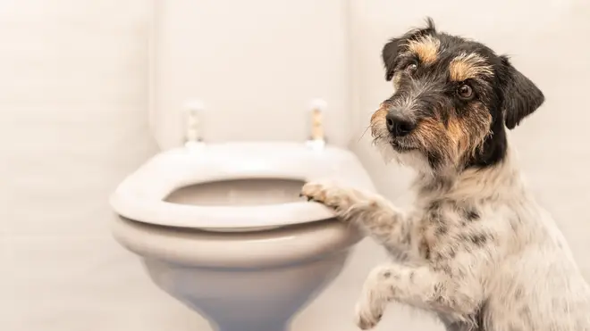 Dogs should be kept away from the toilet