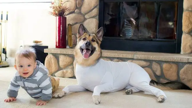The onesie can make the dogs match their owners when they lounge about the house