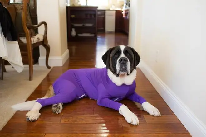 Dogs of all kinds will fit into the onesies and they look great