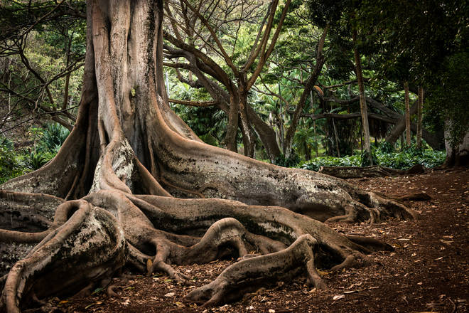 Seeing tree roots can mean you're introverted