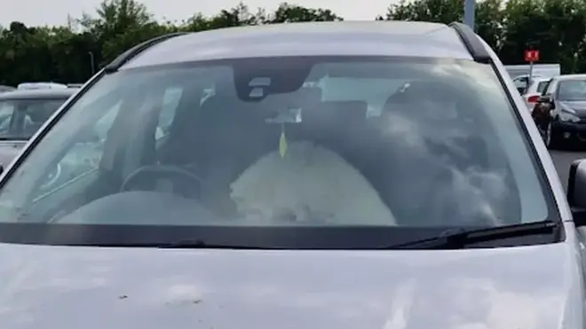 This picture was taken of the dog in the car outside Ikea on Sunday