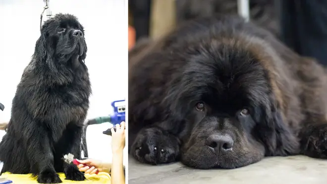 Woman collected wrong dog from the groomers and didn't realise for four months [Stock Images]