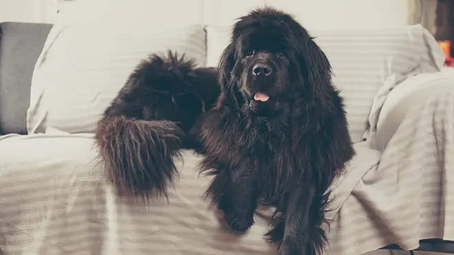 The woman noticed her dog was acting differently from the moment they left the groomers [Stock Image]