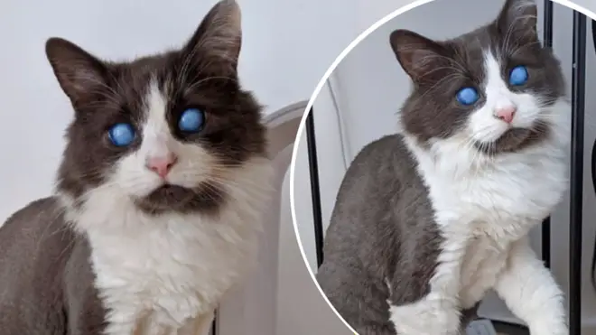 Louie the blind cat was rescued as a kitten and is now an Instagram star.