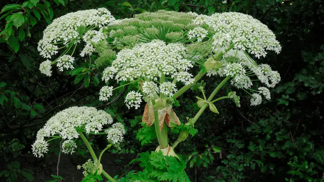 Giant Hogweed can cause burning and blistering on the skin