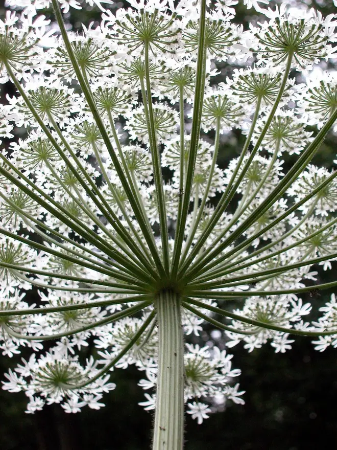 Giant hogweed flowers in June and July and appears with small and white (sometimes slightly pink) flowers which cluster on an umbrella-like head