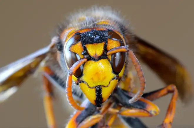Devon residents have spotted what they believed to be Asian Hornets