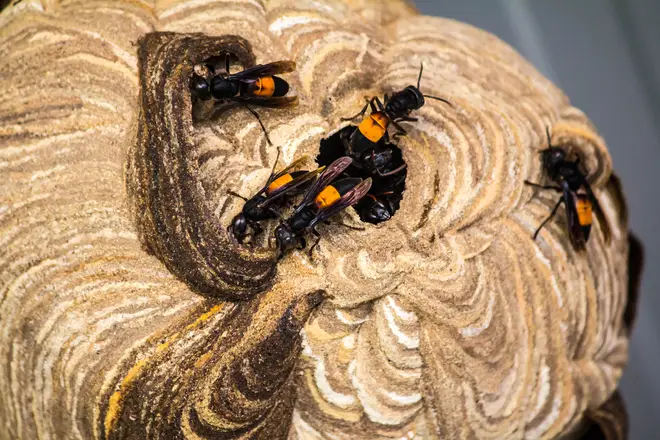 Dozens of hornet nests have been destroyed since the sightings on Jersey
