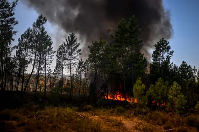 A wildfire burns a forest area in Carrascal, Proenca a Nova on August 6, 2023