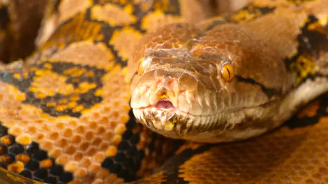 Reticulated python