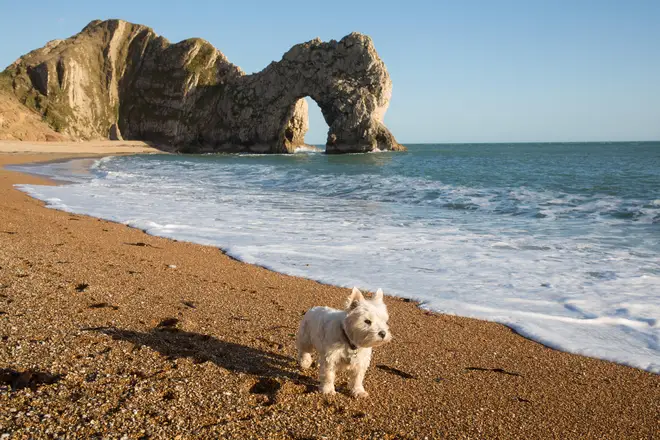 Coastguards issued the urgent holiday warning to dog owners.