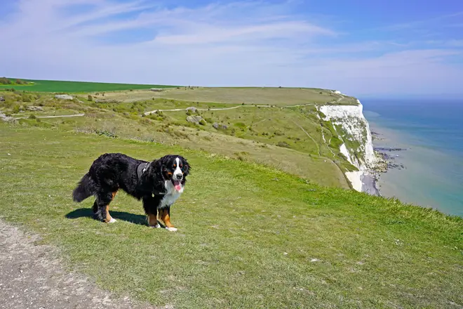 Experts are encouraging owners to keep their dogs on leads near dangerous coastal cliffs.