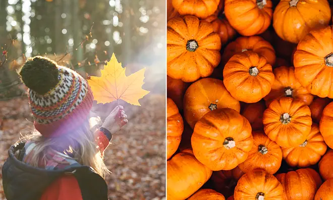 Young girl holding up autumn leaf in the sunlight alongside a picture of pumpkins