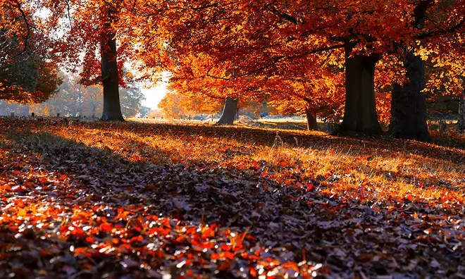 A forest full of red, brown and orange leaves as it welcomes autumn