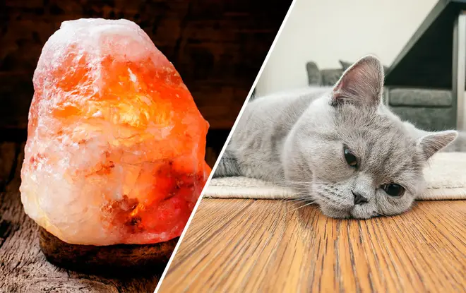 Cats could die as a result of having a Himalayan rock lamp in the home