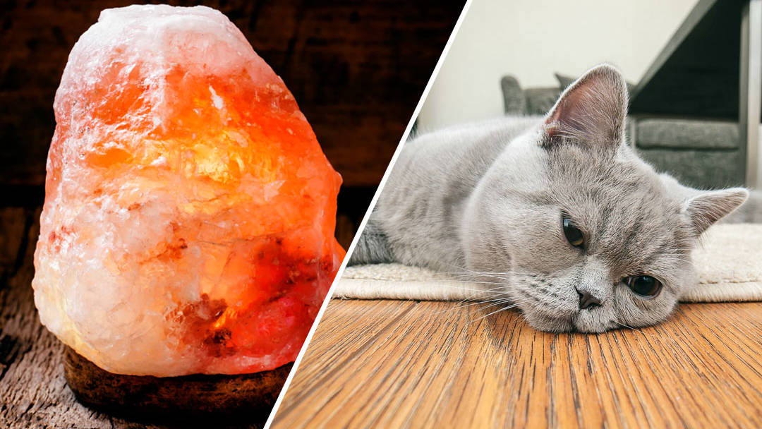 Vets Warn Himalayan Salt Lamps Are, Are Salt Lamps Safe To Leave On