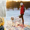 When is it too cold to walk your dog?