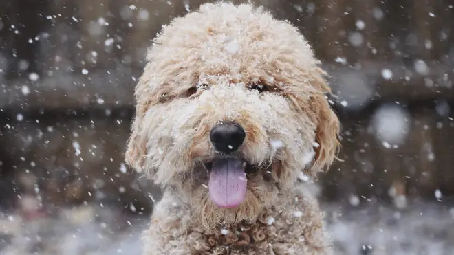 Dogs will feel the cold, but depending on their breed and coat length, the severity will differ