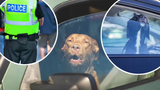 This is what you should do if you see a dog locked in a hot car