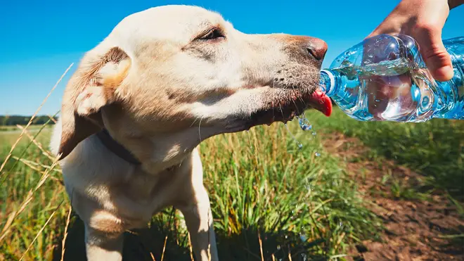 Keep track of the dog’s condition, if it changes, call the police