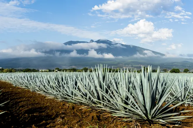 Tequila is made from the blue agave plant