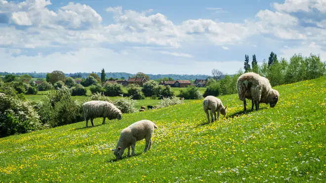 Sheep grazing on grass in spring
