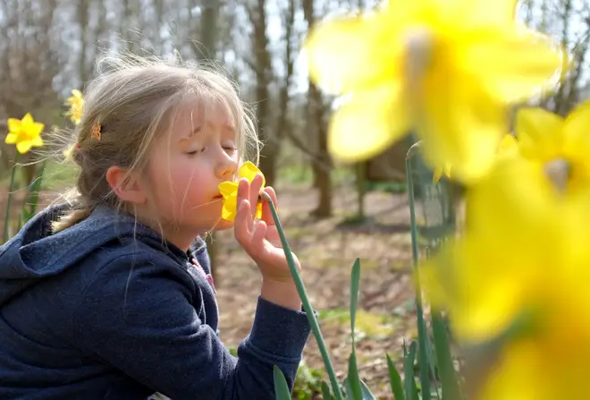 Girl smells flowers [stock image]