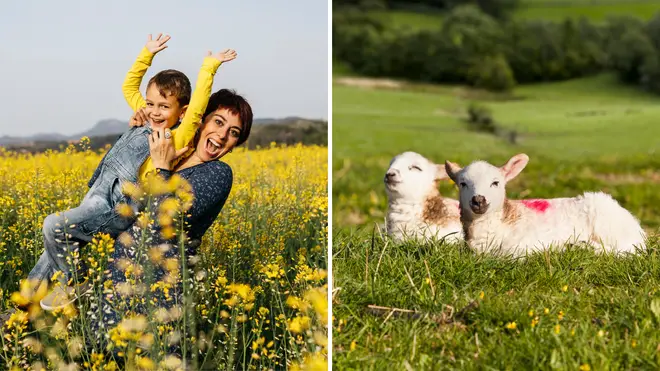 People play in daffodil field while lambs lie down