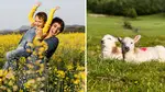 People play in daffodil field while lambs lie down